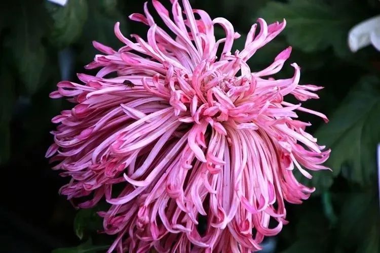 花中四君子菊花国画用笔,花中四君子菊花高清图片