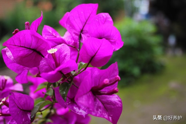 三角梅叶子变黄掉落怎么补救,北方冬季三角梅叶子发黄怎么办