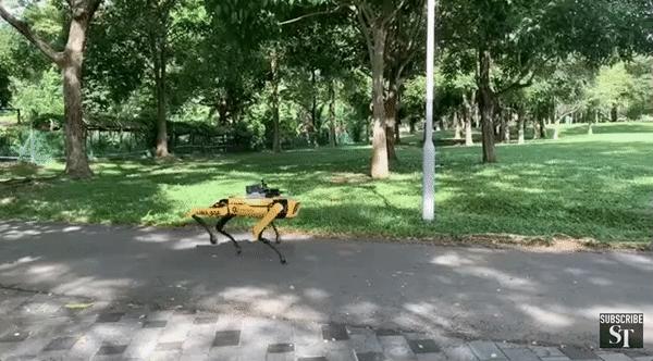 50万一只的波士顿机器狗,中国购买的波士顿机器狗