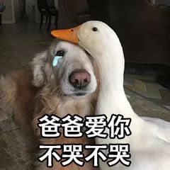 双十一剁完手花呗还不上咋办,双11剁完手后悔吗