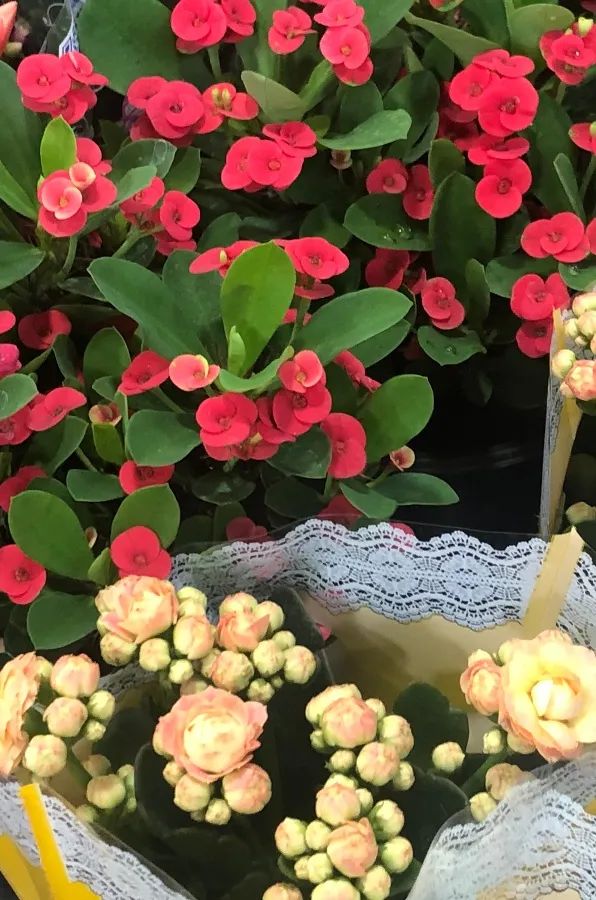 涓婃捣榛勬郸鍖轰竾鍟嗚姳楦熷競鍦鸿繕鍦ㄥ悧,涓婃捣涓囧晢鑺遍笩甯傚満鏂板潃鍦ㄤ粈涔堣矾