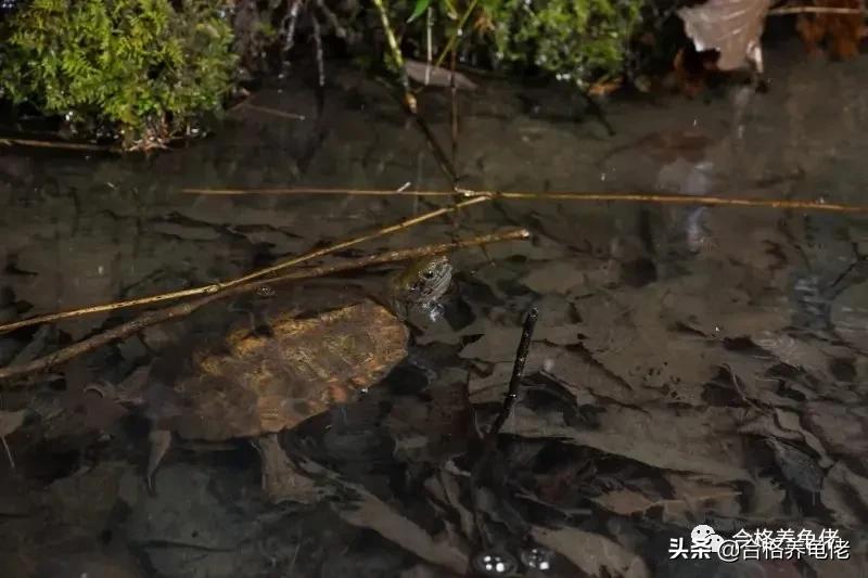 怎么给龟苗布置环境,怎么给龟龟设置深水区