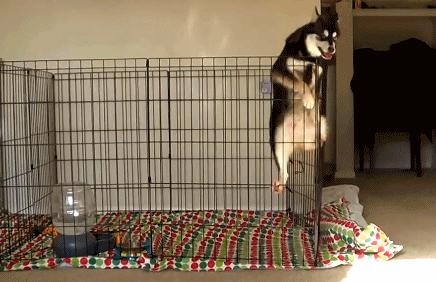 养狗必备笼子吗,新手养狗不想买笼子该怎么养