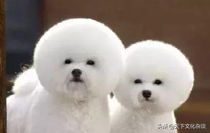 幽默笑话结婚证,幽默风趣的结婚笑话