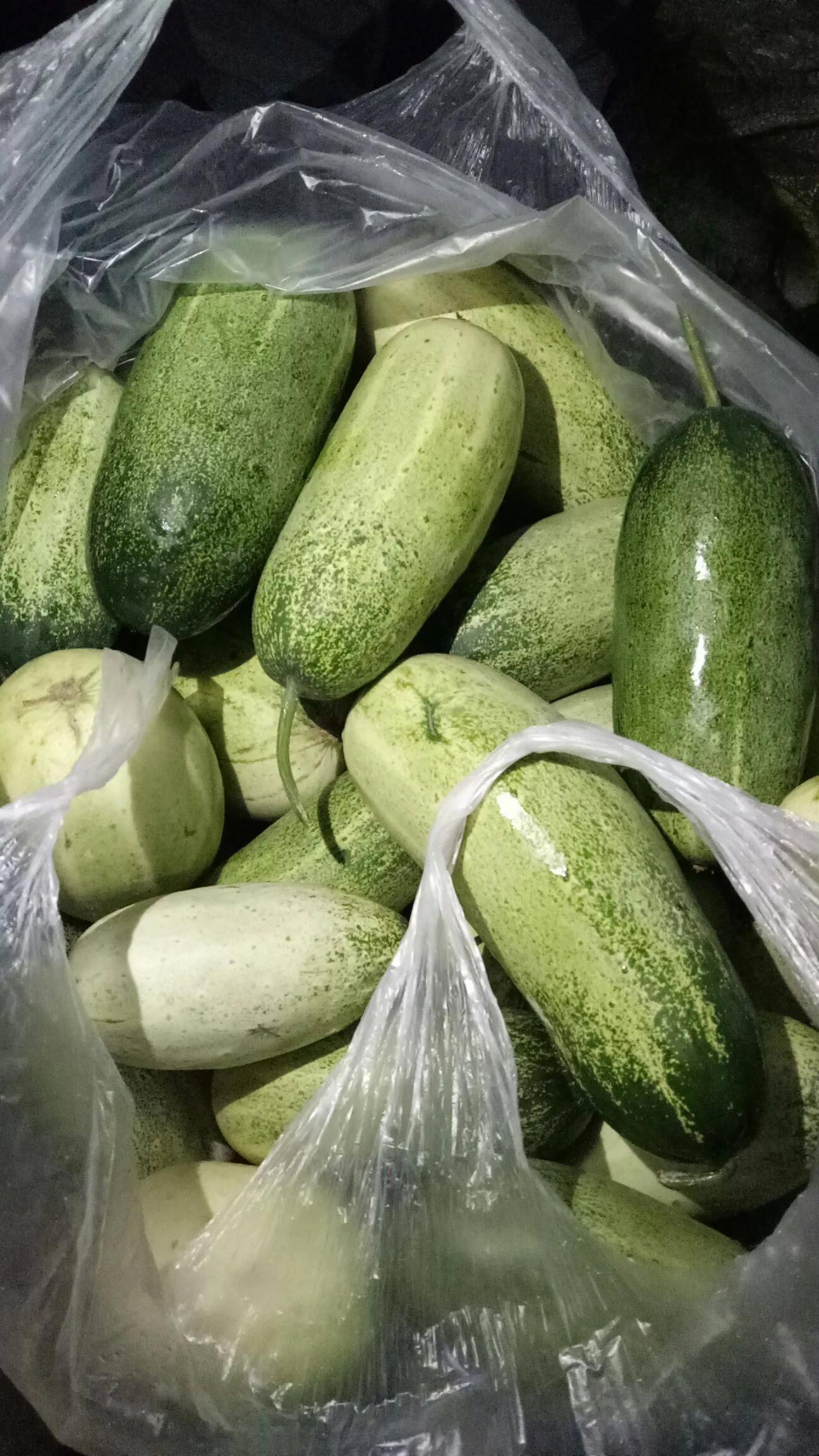 粗犷的黄瓜,坚韧的黄瓜