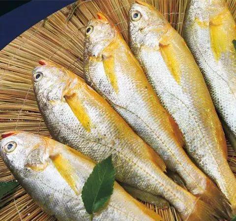 开海什么海鲜最好,开海季肥美海鲜