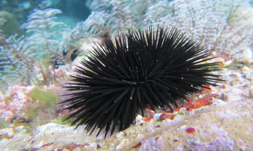 海胆到底多好吃,海胆原来是这么吃的