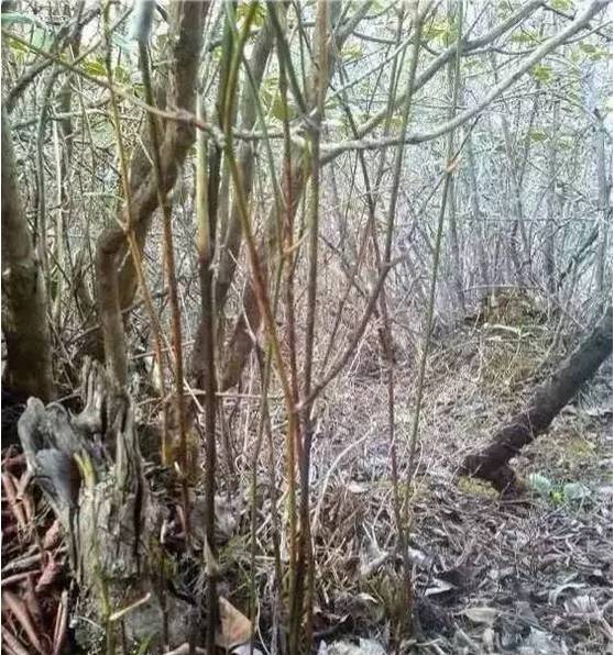 等疫情结束了我想回安徽,等疫情结束了我想放个长假