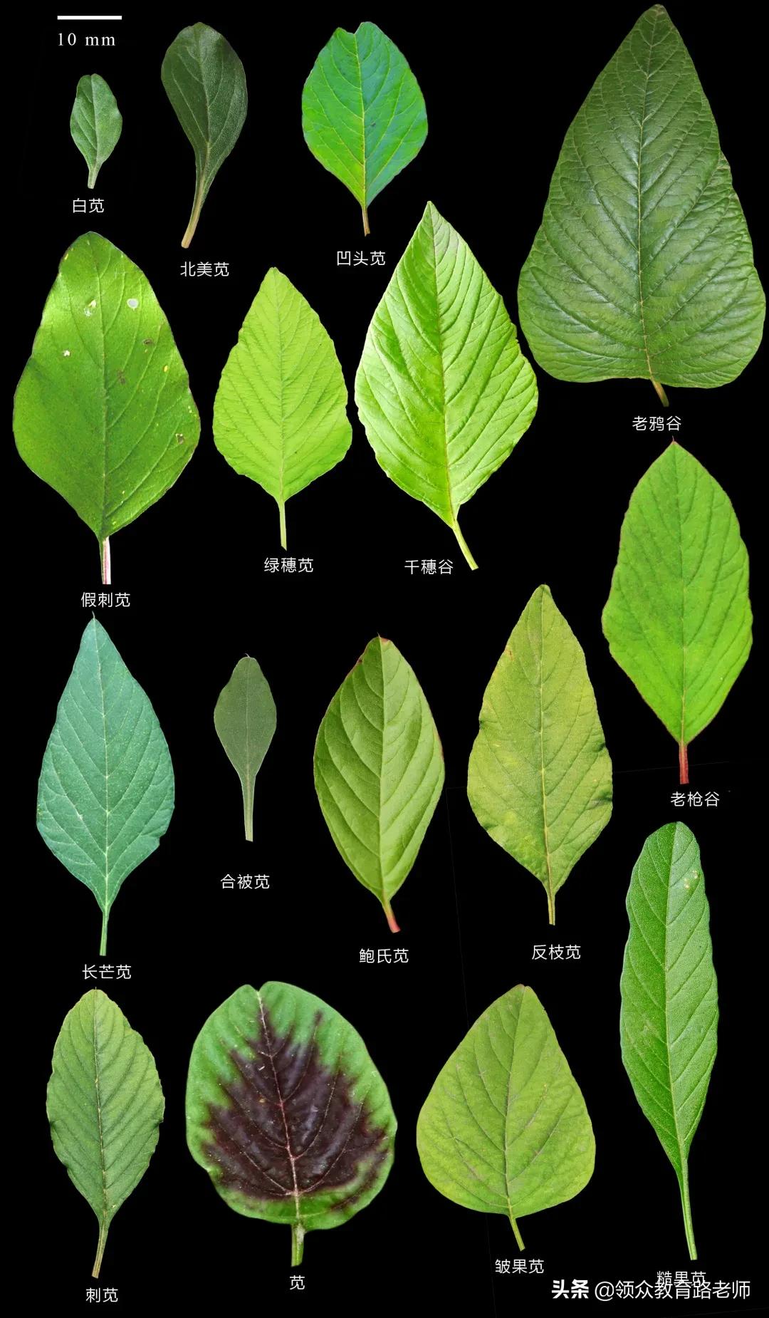 为了写文章我吃了霉苋菜梗,打算申请个工伤