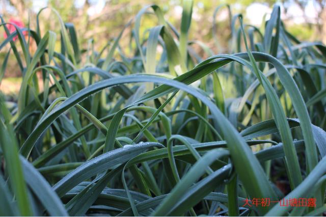 张廖官陂厚嗣坑的解字注释字面解读