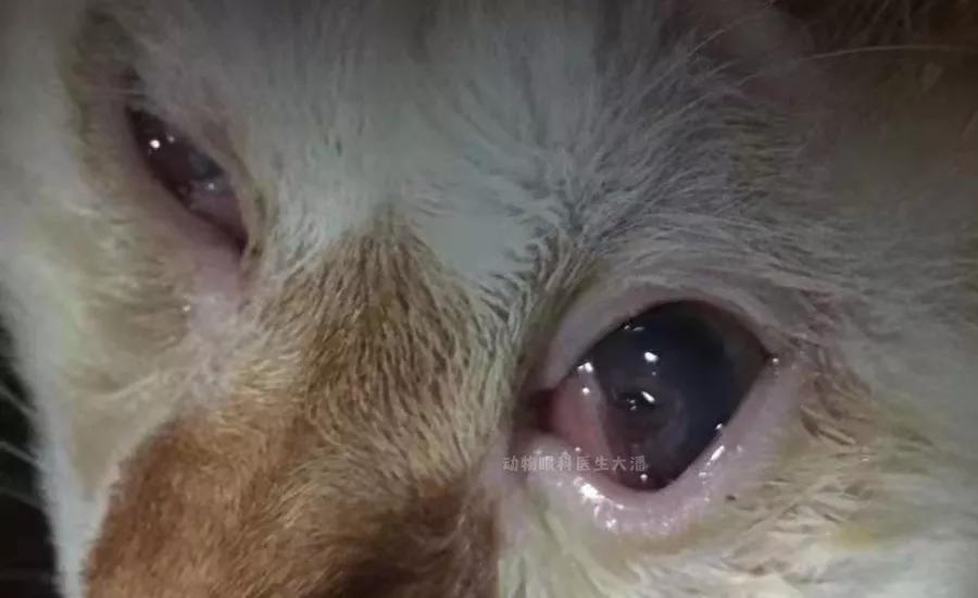 眼角膜溃烂能做角膜移植手术吗,双眼角膜溃疡