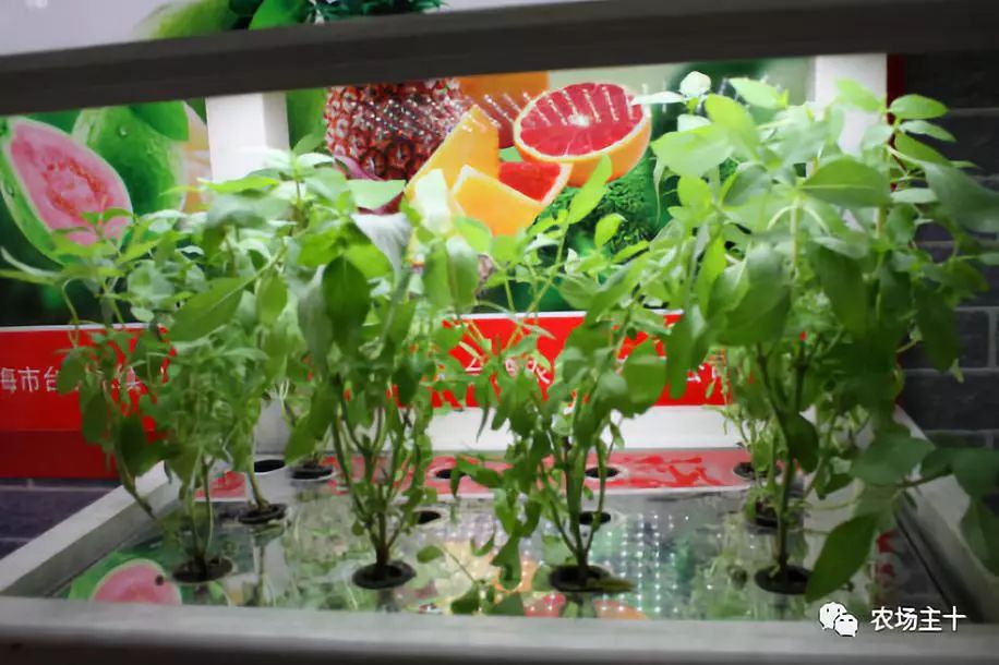 纸上种菜怎么赚钱,纸上种菜手把手教你