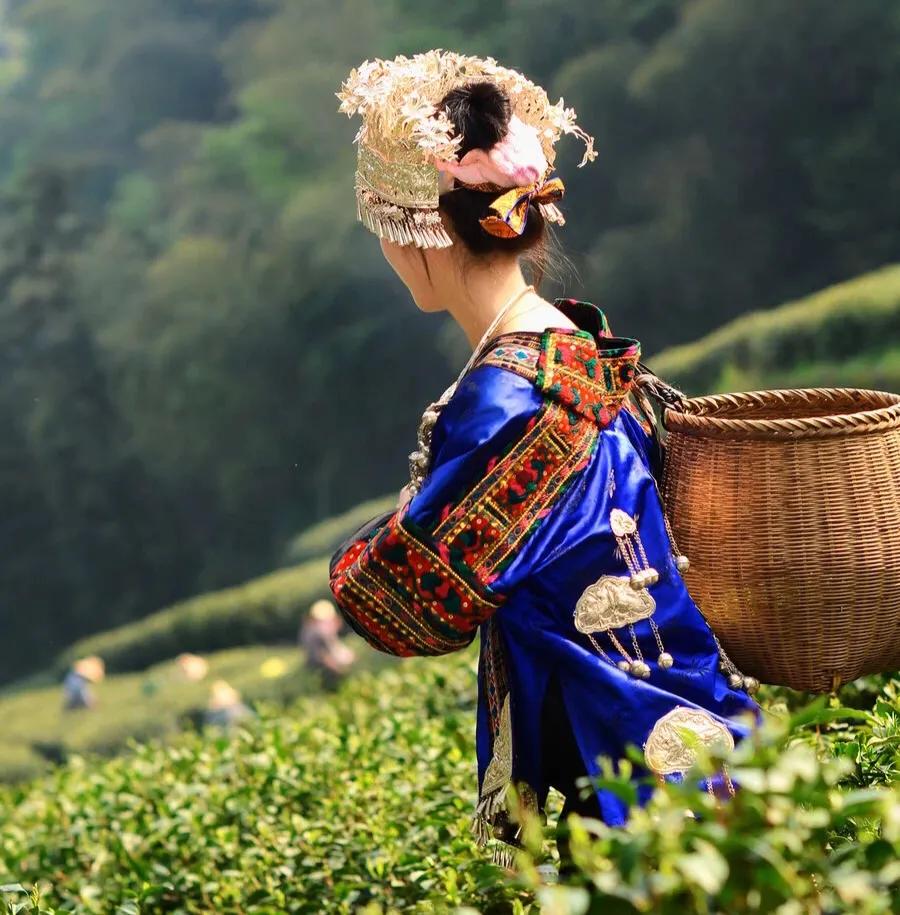 预防癌症的茶有哪些,茶为什么能有助于预防和抗癌