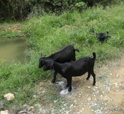 养羊的方法和注意事项大全,养羊的知识与技术