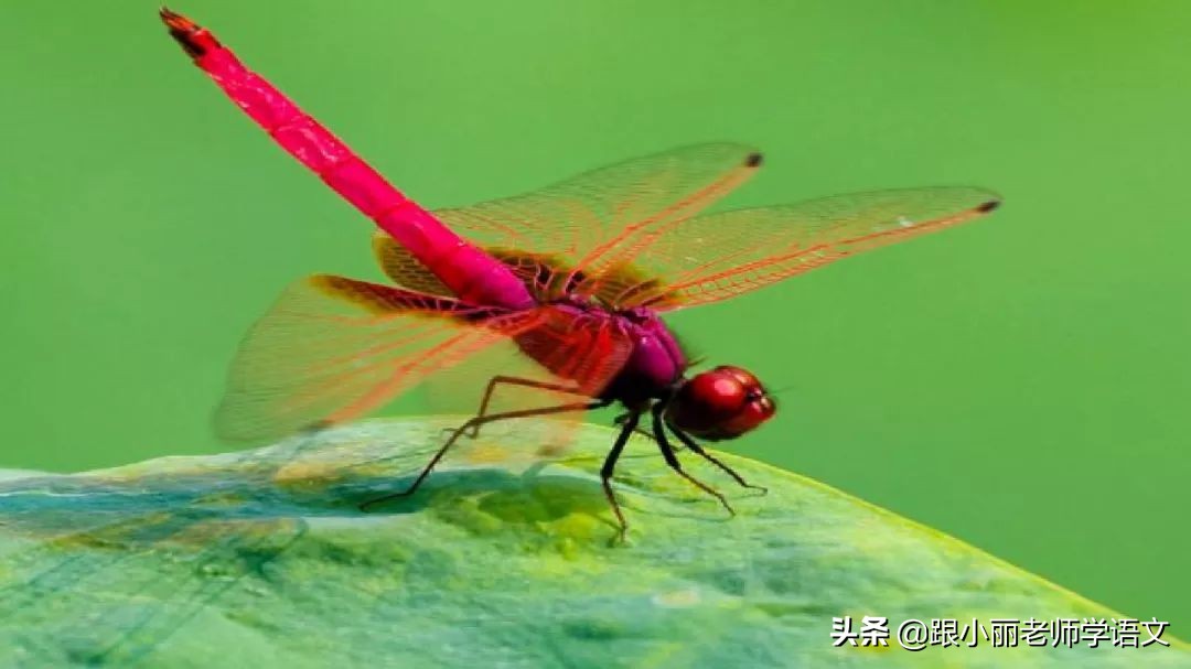 语文思维导图四年级上蝙蝠和雷达,人教版四年级上册蝙蝠和雷达朗读
