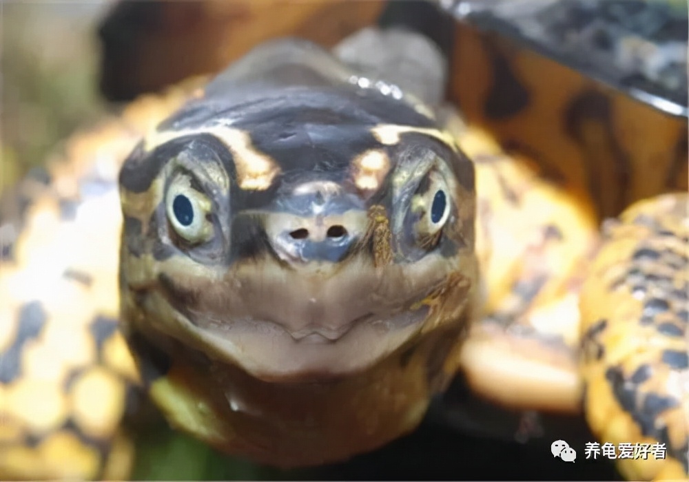 龟苗可以冷水过冬吗,什么季节适合入手龟苗