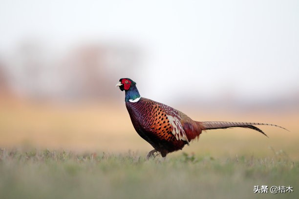 灵敏的鸡,野鸡生活习性和特点