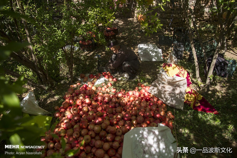 伊朗波斯石榴在哪里,伊朗石榴与波斯石榴