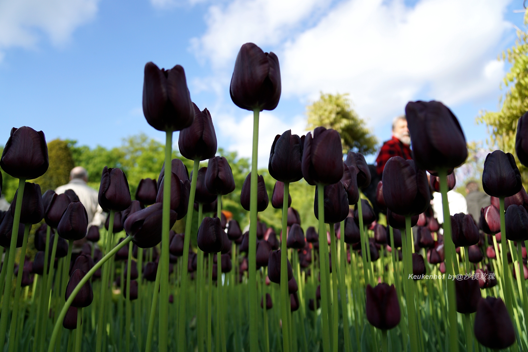 带你观赏荷兰郁金香,荷兰郁金香花海什么时候开