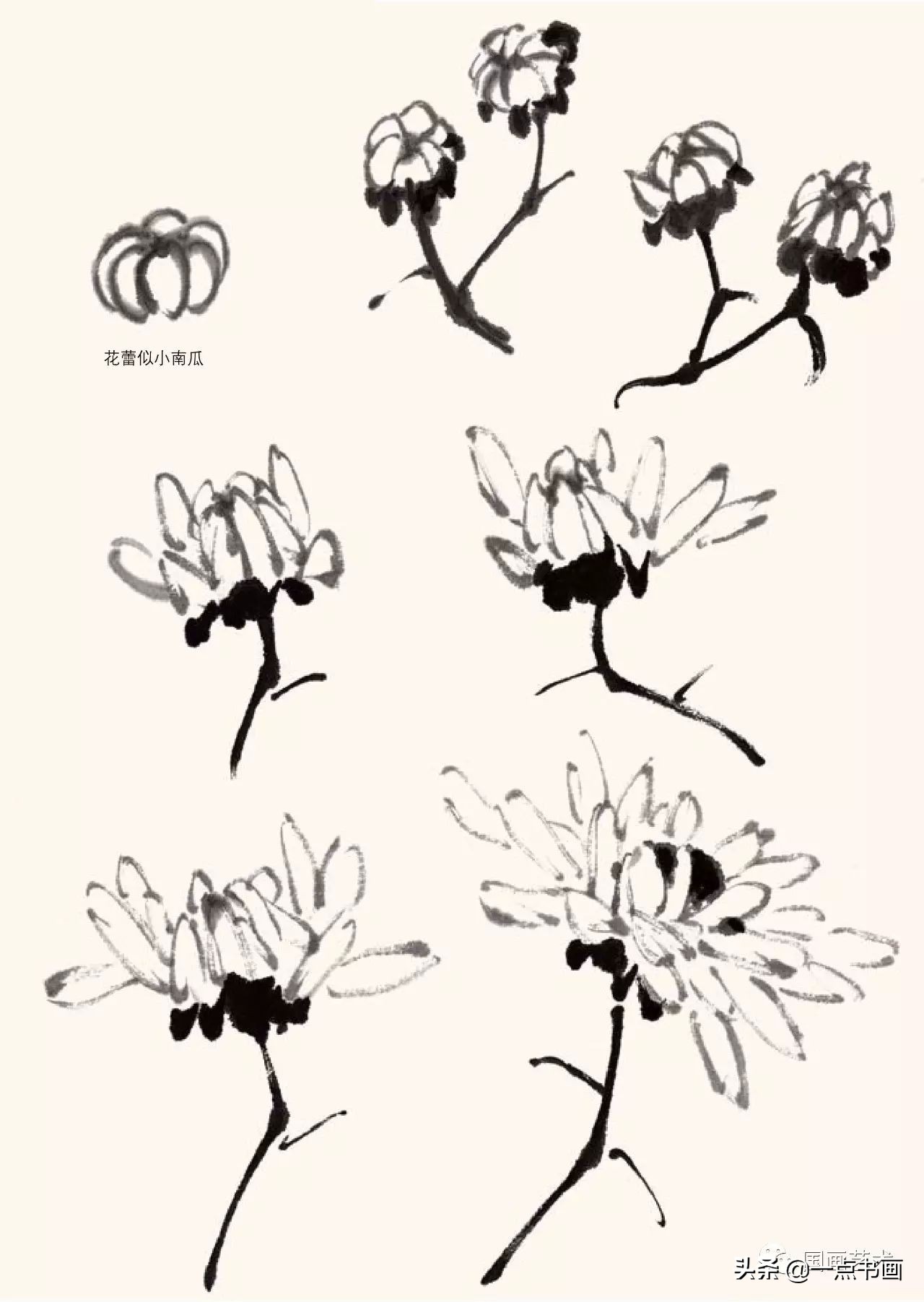菊花画法教程简笔画,菊花拟人画法