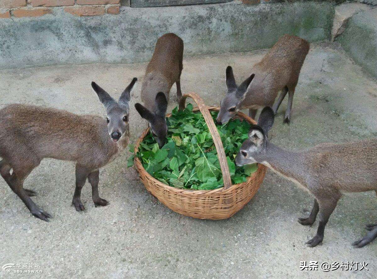 麝香去年价格,麝香市价