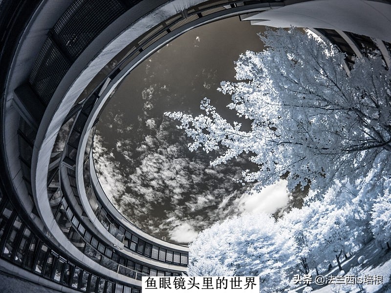鱼眼看世界高清图片,鱼眼看到的世界是怎么样的
