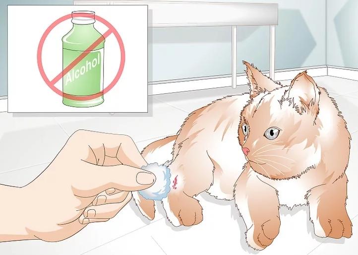 猫咪受伤怎么救助路边,猫咪受伤怎么治疗