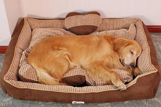 怎么判断金毛的好坏,怎么看金毛品相好不好