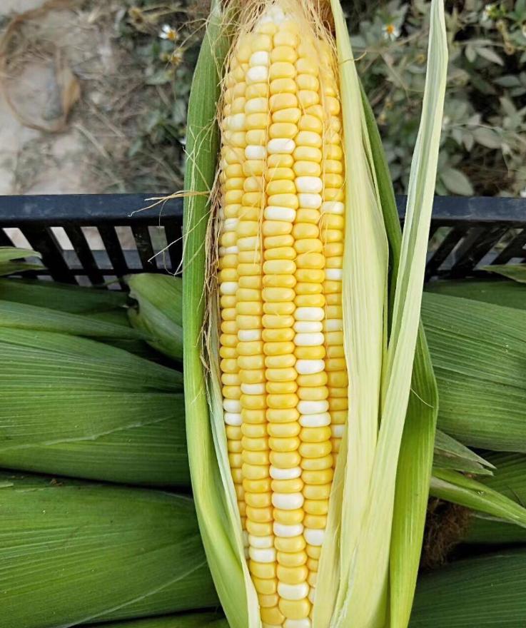 高产高质量优质玉米种都在这里,23年排名前十抗病高产玉米种
