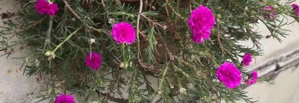 抗疫的诗原创,抗疫的原创诗