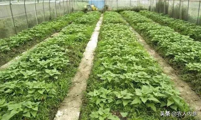 农民种植红薯新方法,农民种植红薯怎么施肥