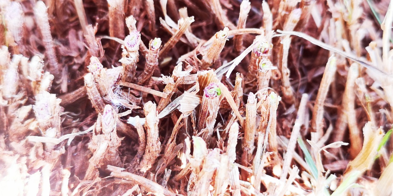 草的生命力极强说说,草的生命作文400字