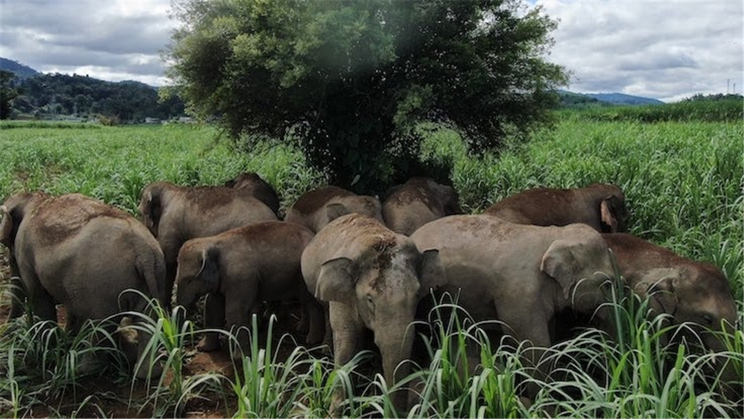 大象脚底可以感知很远的声音吗,大象听力来源于脚