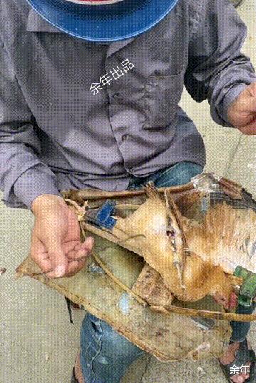 一男子在山洞里挖出一只奇怪生物,湖北一男子挖到老鼠窝