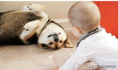 狗狗突然呕吐，背后的真相是什么？发现这几种情况，千万不能忽略