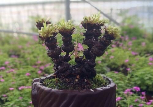 普通三叶草也可以养老桩,三叶草怎么养成盆景