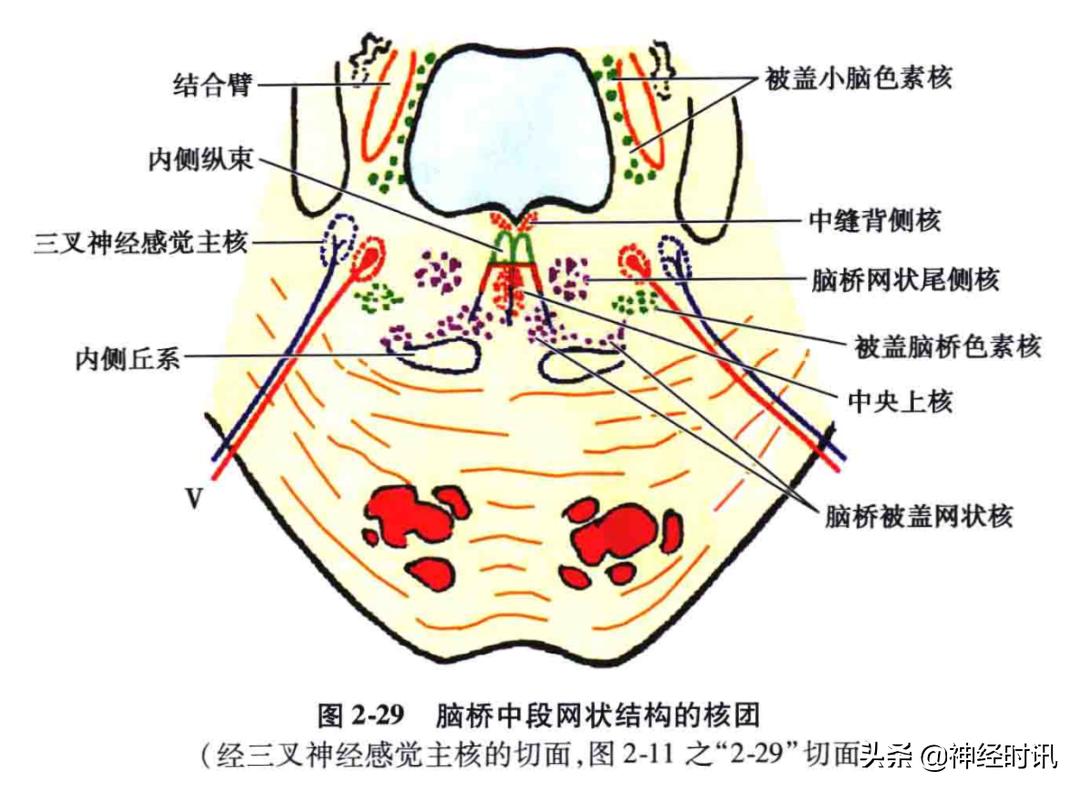 脑干解剖,脑干神经解剖