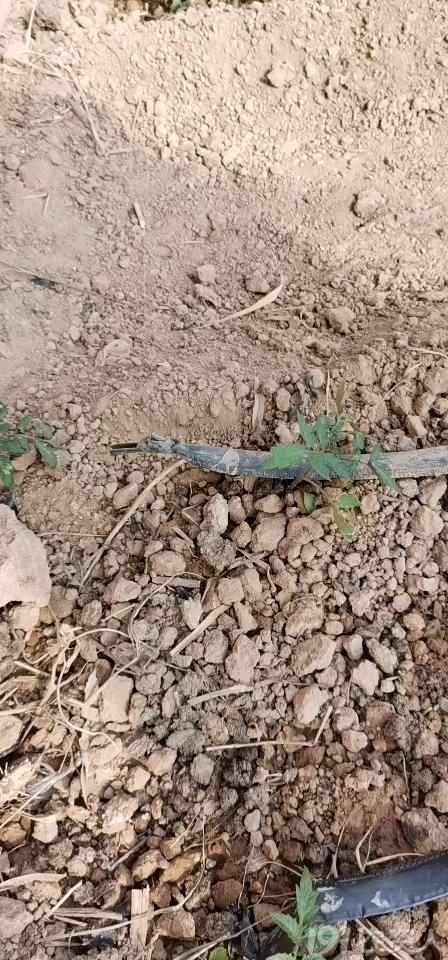 大棚土壤基础知识,大棚土壤养殖基本原理