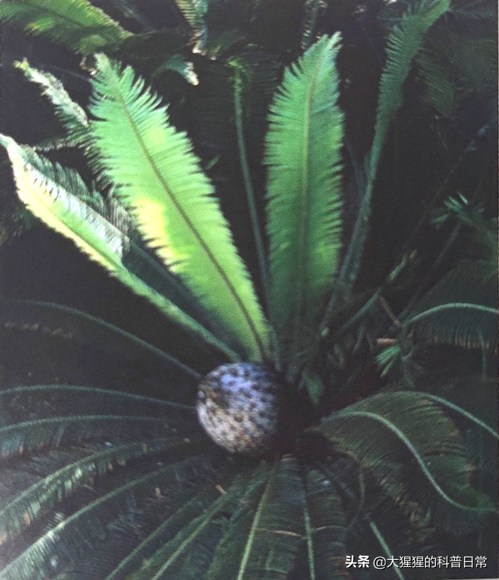 银杏的植物类群,银杏苏铁雪松水杉是裸子植物吗