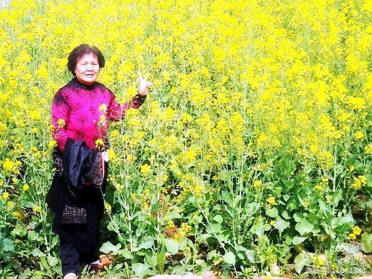 梦中的油菜花田,梦中的油菜花完整版