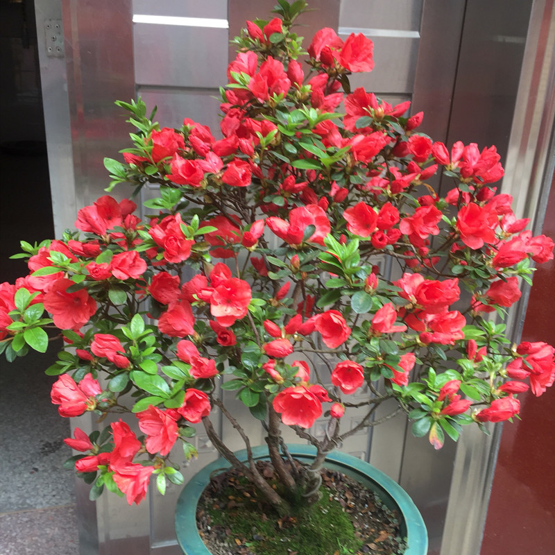 杜鹃花家养小方法,杜鹃花怎样养成活率高