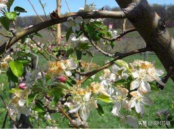 苹果春季冻害怎么判断,苹果花期冻害预防及补救技术方案