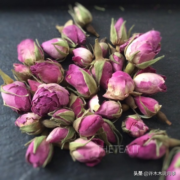 月季花苗怎么种不活,月季盆栽的种植方法和注意事项