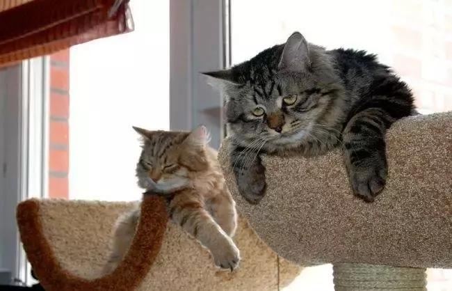 康恩贝有望翻盘吗,康恩贝胡季强事件