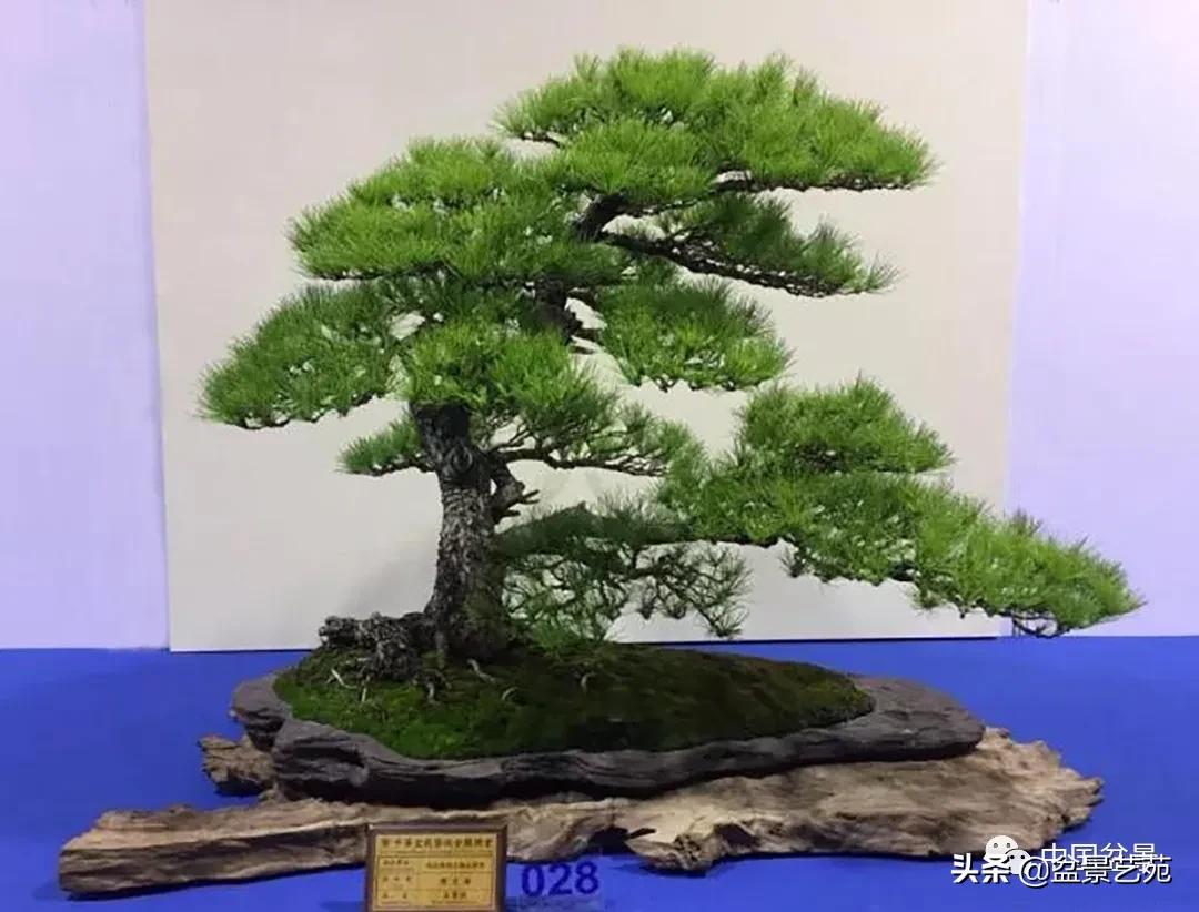 桩景类树种都有哪些,100种常见景观树种