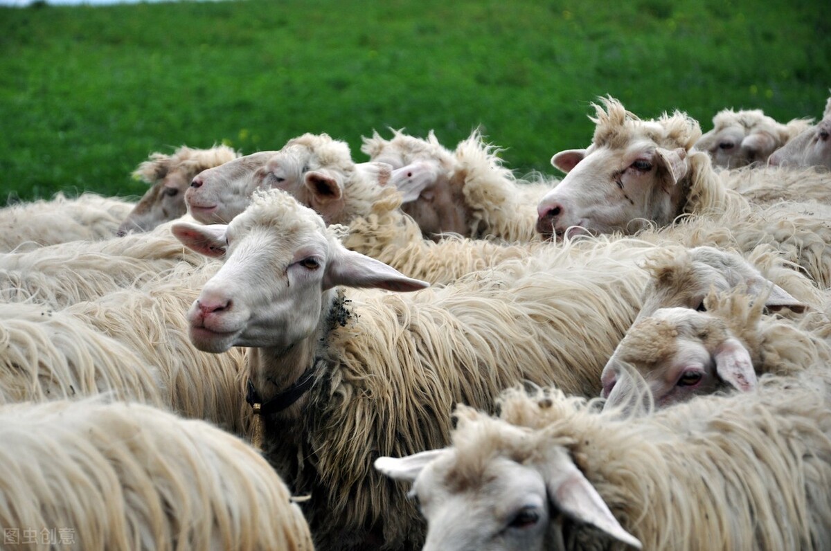 啥时候给羊配种成功率最高？把握配种时机很重要！记住这个原则