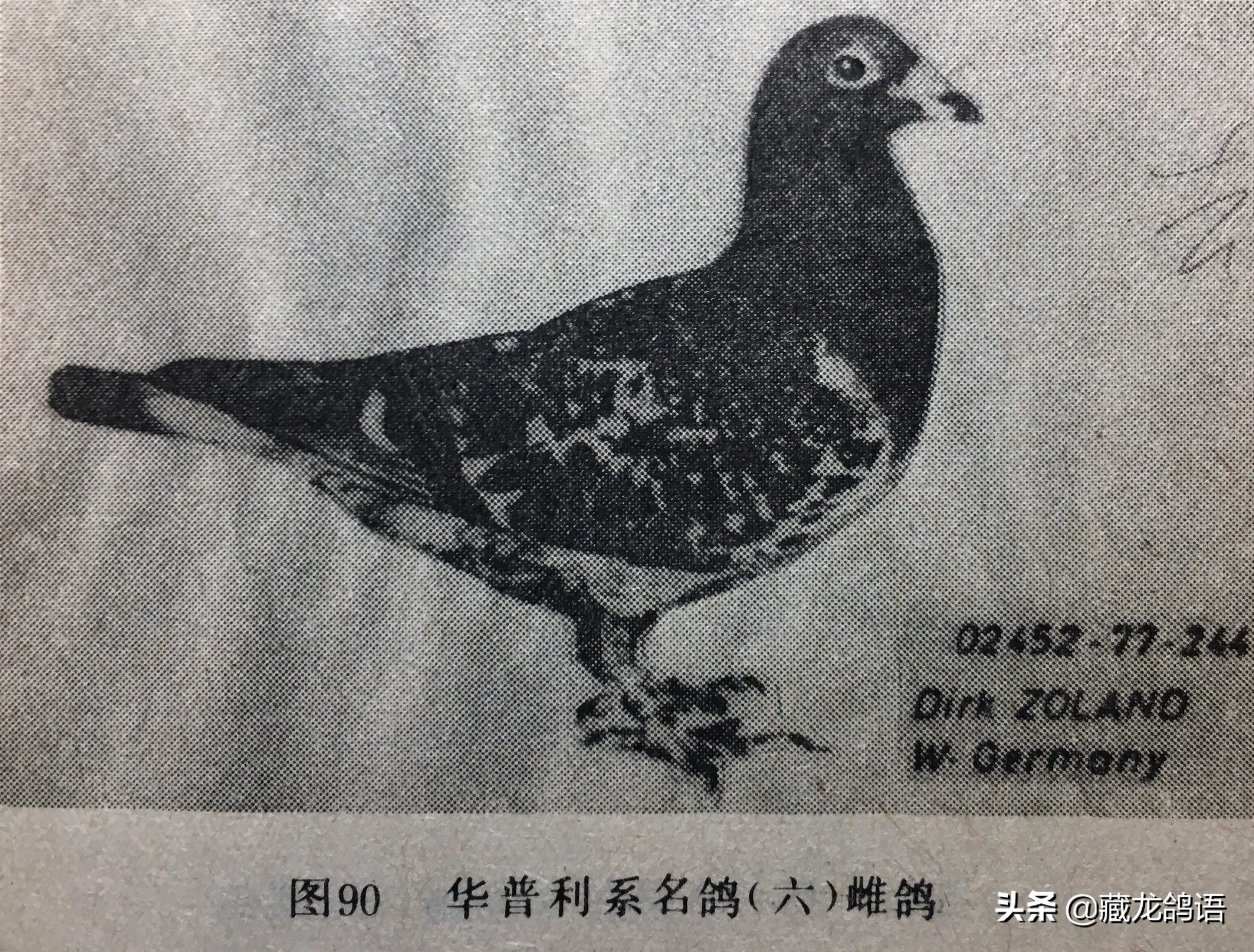 一份日本翔圣的赛鸽育种回忆录