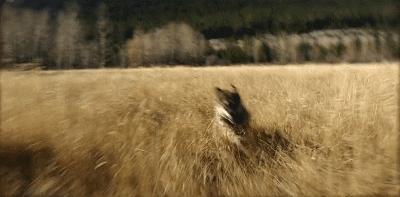 二哈多哥极限逃跑,多哥为什么跟其他哈士奇不一样