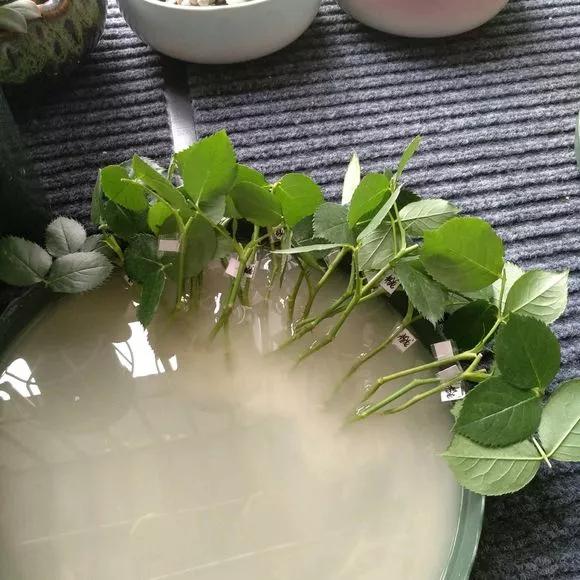 栀子花月季花叶子发黄有黑斑点,茉莉栀子花叶子发黄怎么办