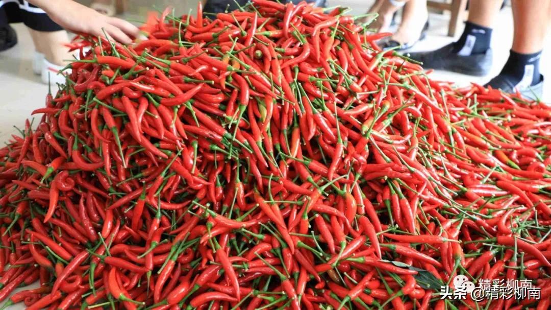 乡镇辣椒丰收信息,火红的辣椒映出红红火火的日子